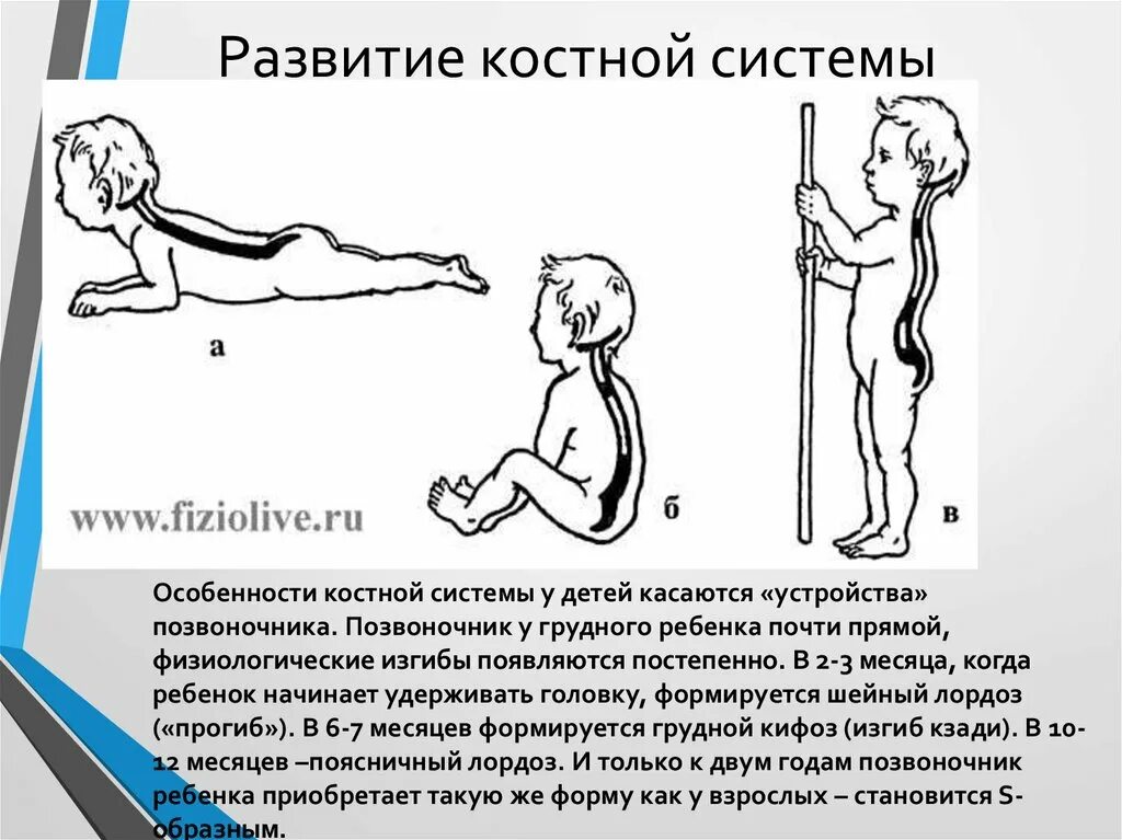 Афо костно-мышечной системы у детей. Особенности развития костной системы. Развитие костной системы у детей. Анатомо-физиологические особенности костной системы у детей. Исследование костной системы у детей раннего возраста.