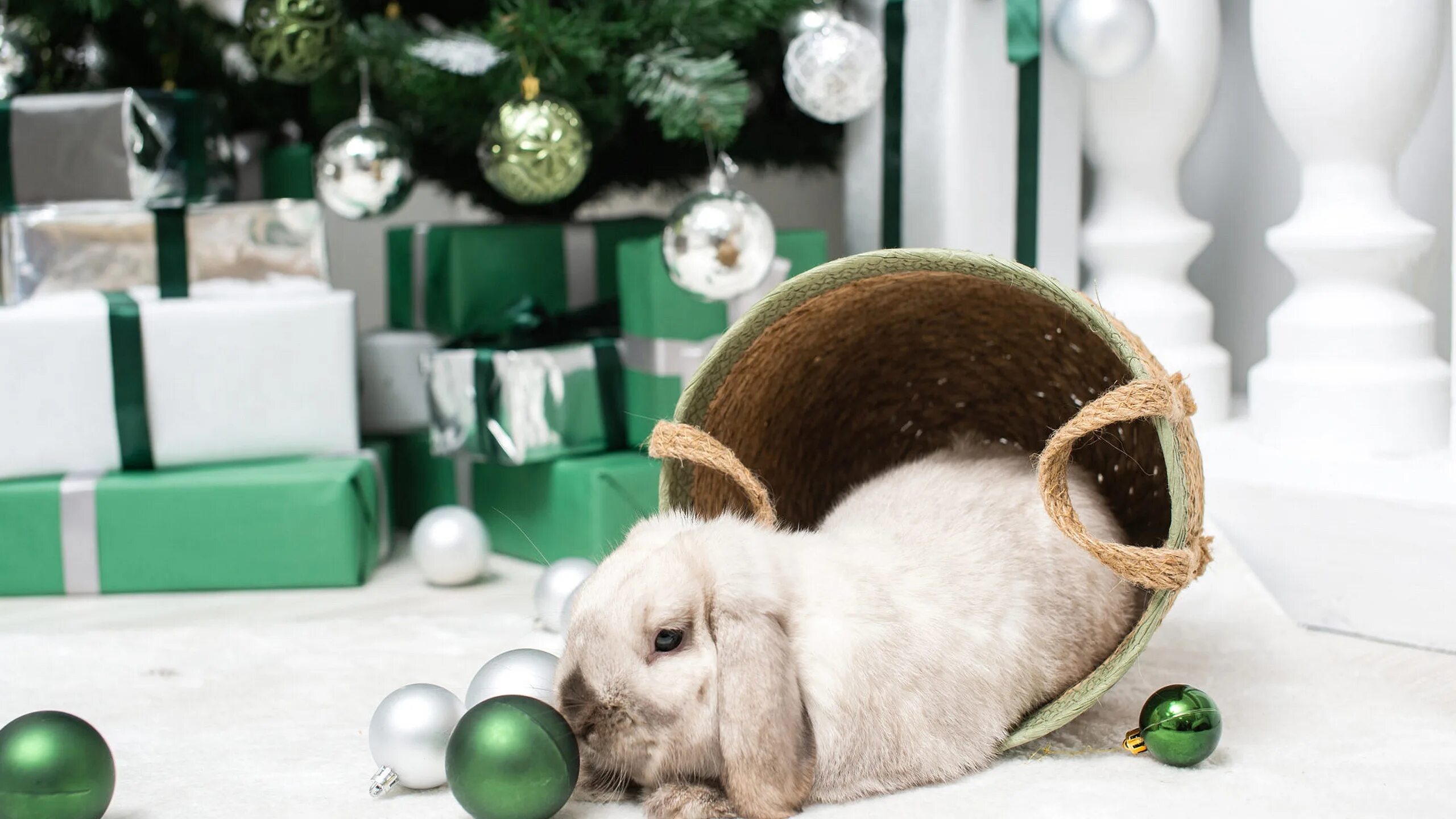 Новым годом год кролика. Новогодний кролик. Кролик Рождество. Новогодний заяц. Новогодние обои.