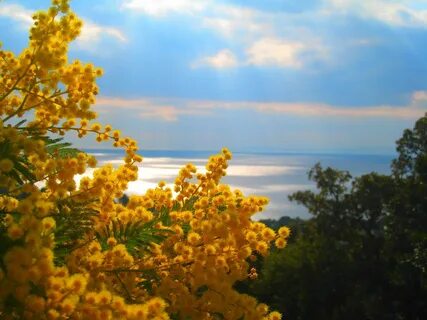 Мимоза в крыму