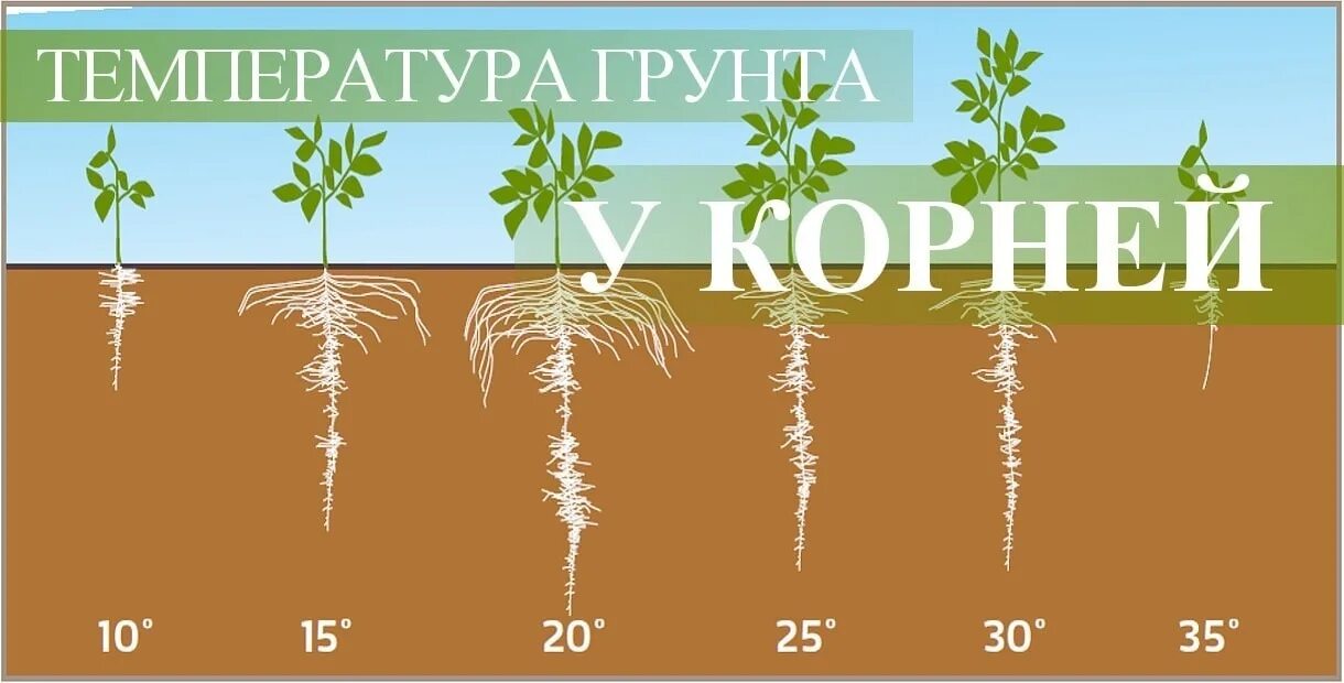 Температура почвы ночью. Температура почвы. корневая система конопли. почва для марихуаны. температура почвы для растений.