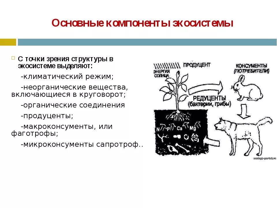 Роль организмов в биогеоценозе. Основные структурные компоненты экосистемы. Организмы и компоненты экосистем. Основные компоненты экосистемы схема. Из каких структурных компонентов состоит экосистема?.