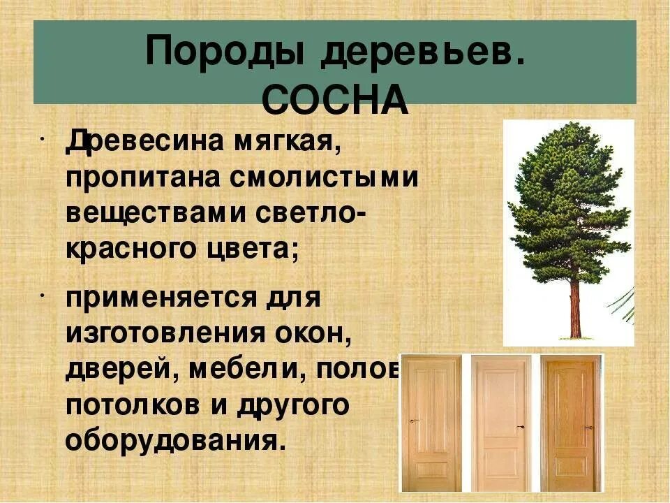 Все породы деревьев смолистых как то сосна