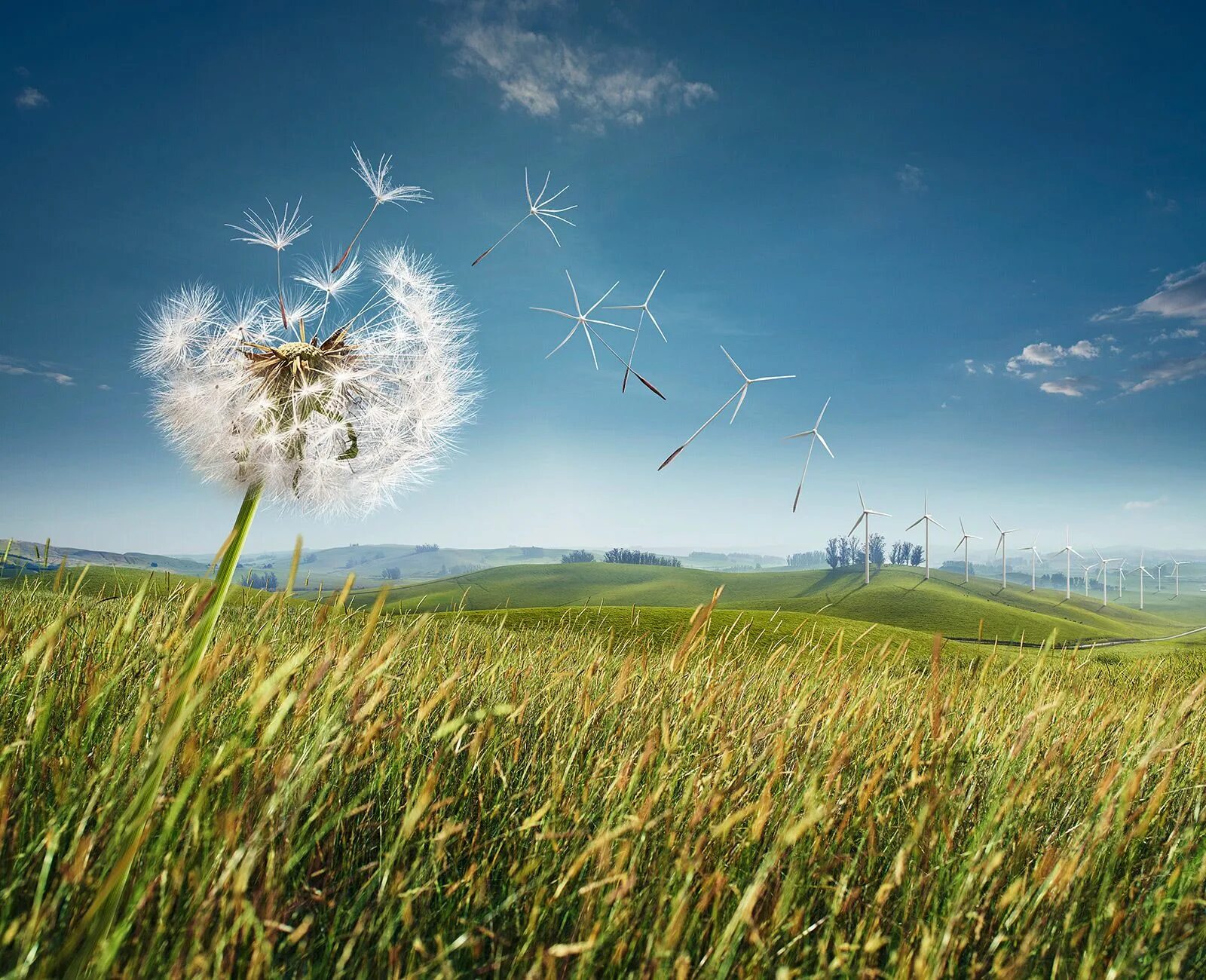 Spring wind