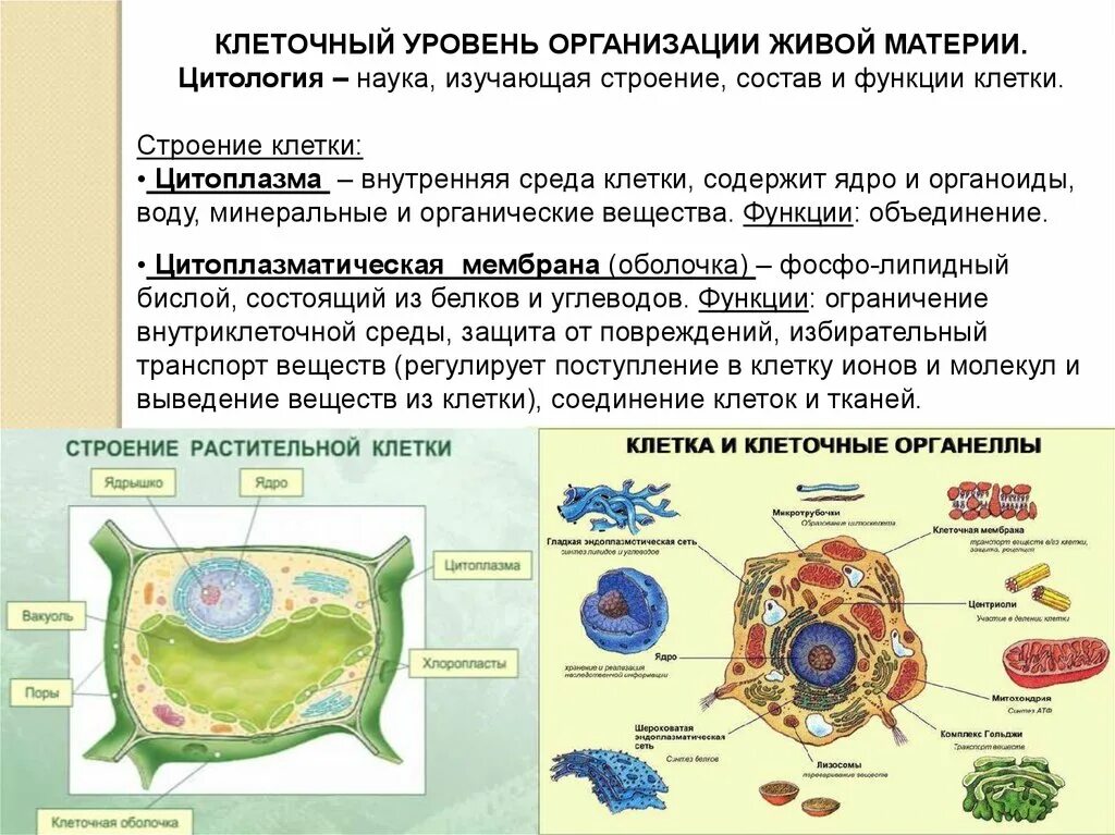 Организация строения клеток. Уровни организации живого организма. Строение клетки.. Клеточный уровень организации организма. Уровни организации живой материи цитология. Роль клеточного уровня организации жизни..