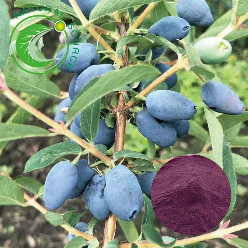 индиго джем описание. сорт жимолости индиго джем. жимолость indigo gem. жимолость камчатская indigo gem. индиго джем описание.