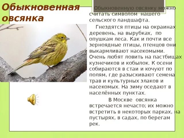Составить предложение со словом птицы