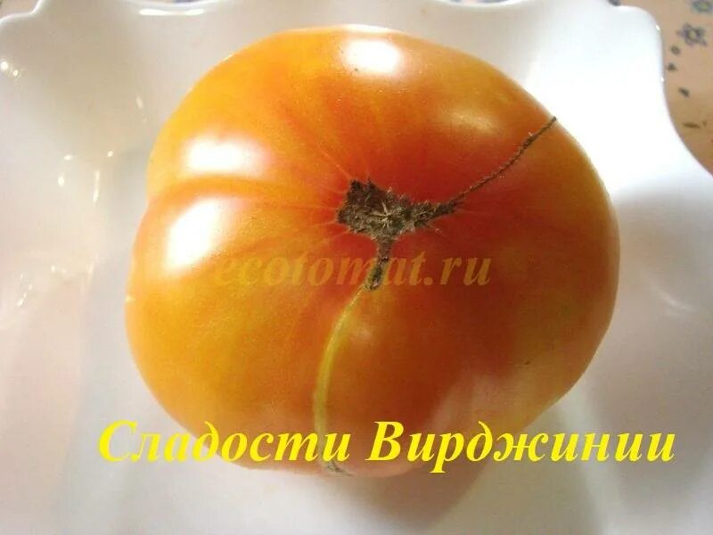 Томат вирджиния. Вирджиния сладости томат вирджиния. Томат конфеты вирджинии. Помидор конфеты вирджинии. Помидор конфеты вирджинии.