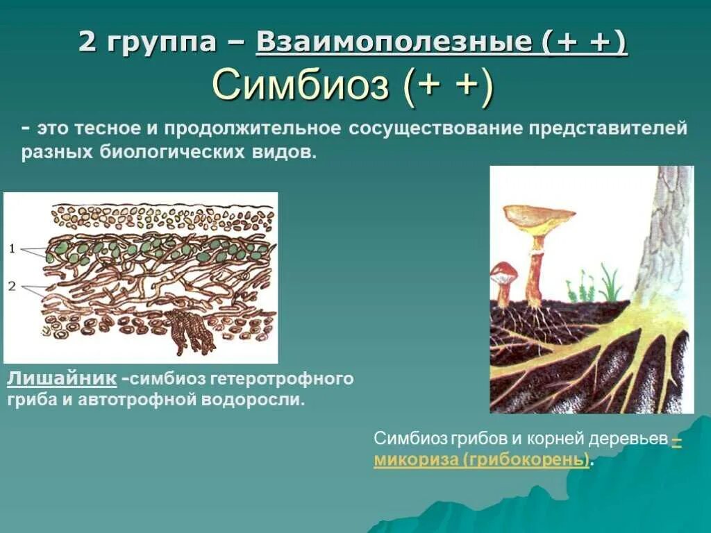 Лишайник микориза симбиоз. Грибы симбионты микориза,лишайники. Взаимополезные симбиозы. Симбиоз лишайника и дерева. Группа симбиотических организмов