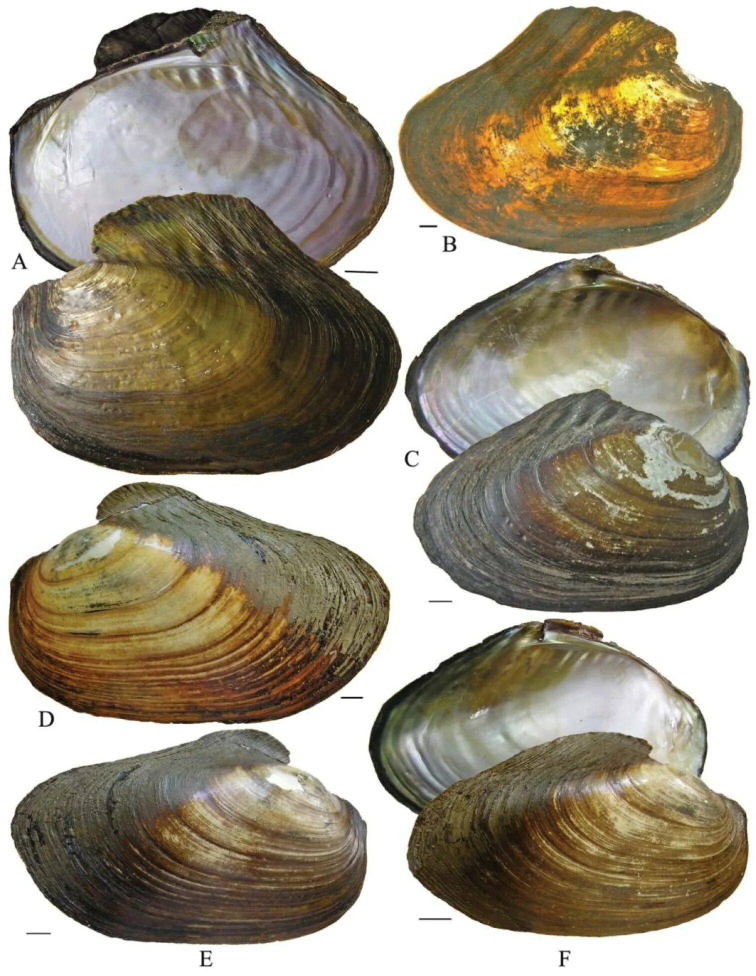 Перловица моллюск. (Cristaria herculea). Перловица Речная. Перловица (Unionidae).