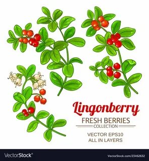 Lingonberry перевод