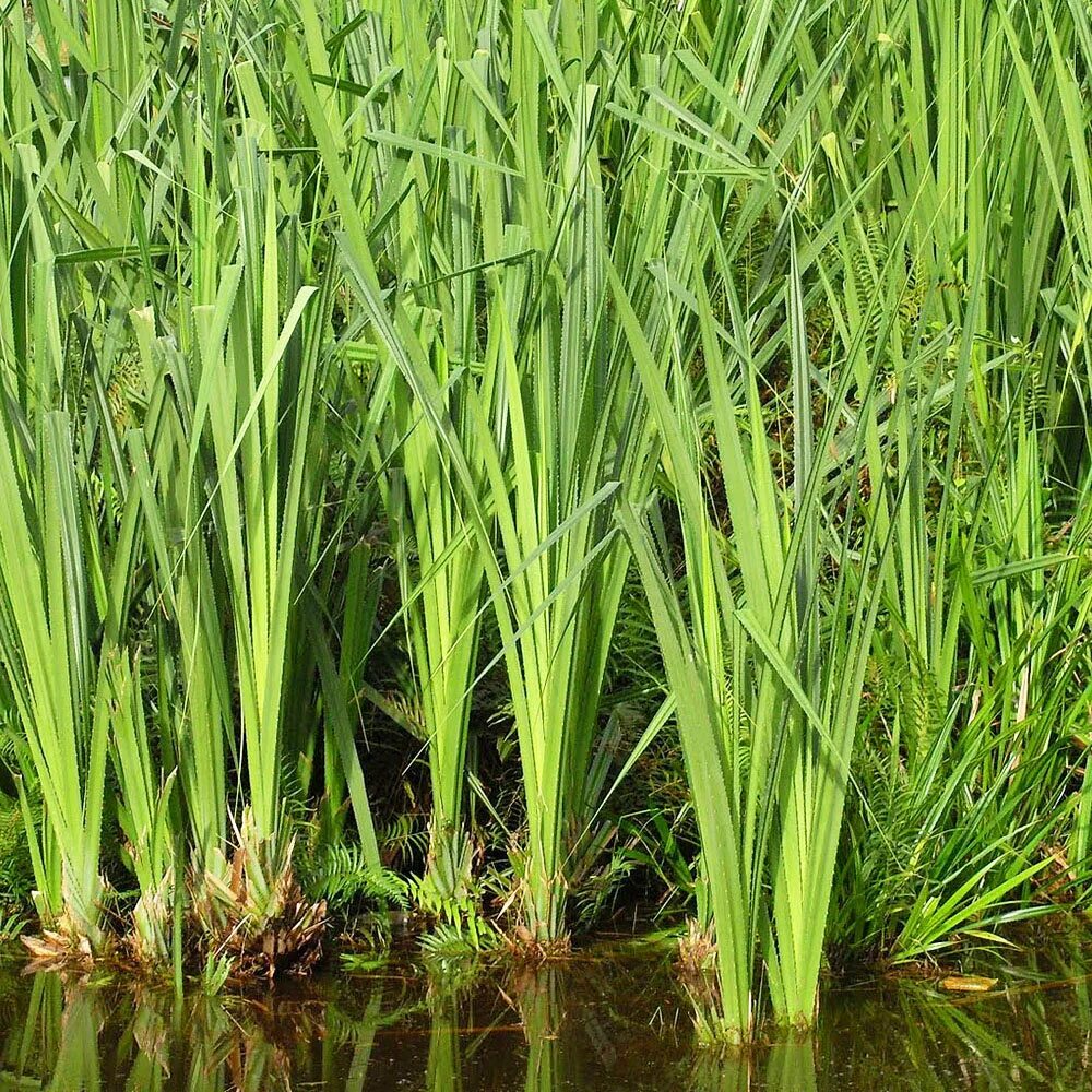 АИР болотный (Acorus Calamus). АИР обыкновенный - Acorus Calamus. АИР обыкновенный корневища. АИР обыкновенный болотный.