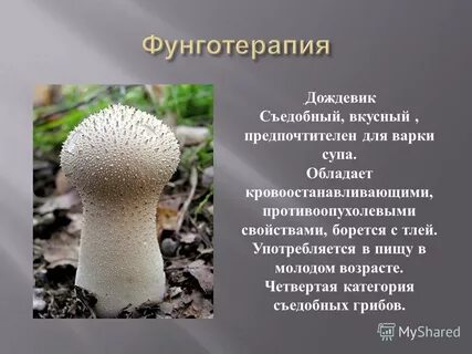 Фунготерапия