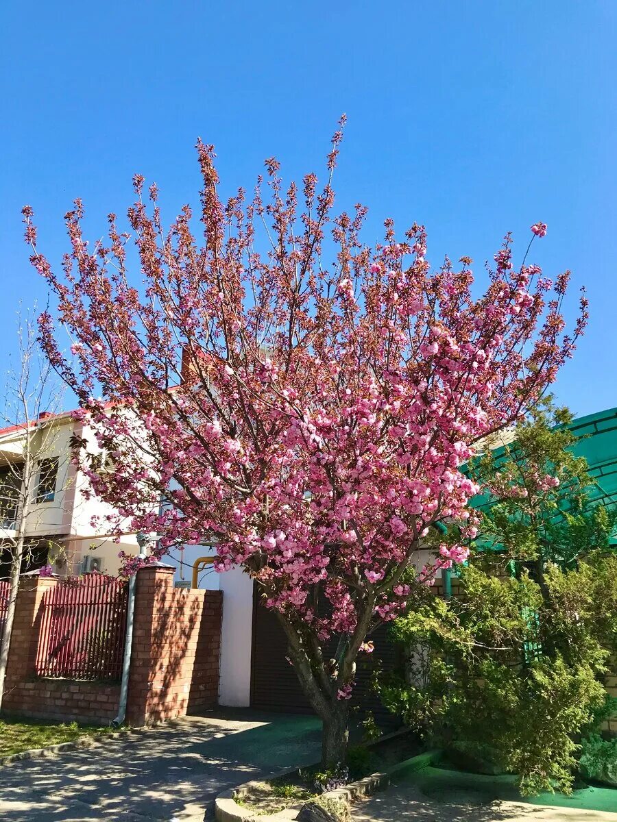 Розовое дерево в сочи. Сукко Сакура. Цветущий миндаль Анапа. Сакура в Агапе расцвела. Акация Сакура.