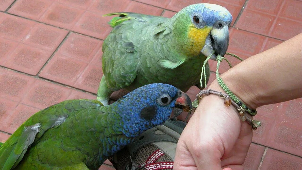 Parrot lives in. Венесуэльский Амазон. Попугаи амазоны парочки. Arini попугай. Яйца амазонского попугая.