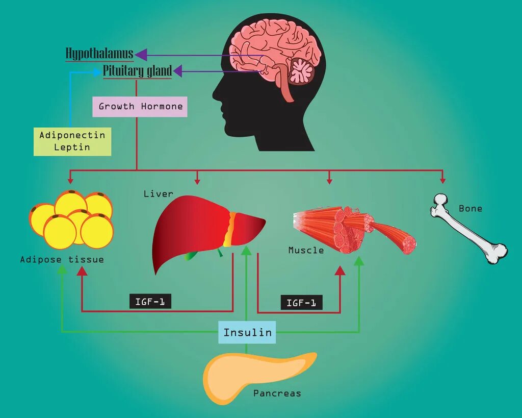 Инсулин и гормон роста. Соматомедин с IGF-1. Гормон роста.