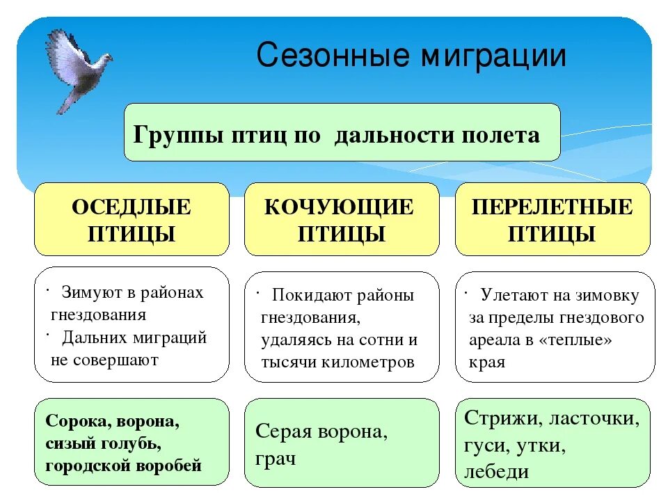 Сезонные изменения в жизни птиц сообщение. Кочующие оседлые и перелетные птицы таблица. сезонные миграции птиц. оседлые птицы. типы миграций птиц.