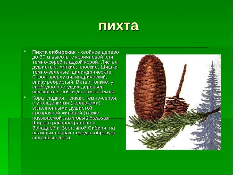 Сообщение о хвойном растении. Пихта Сибирская шишки описание. Пихта Сибирская расположение хвоинок. Шишка пихты описание. Голосеменные растения пихта Сибирская.