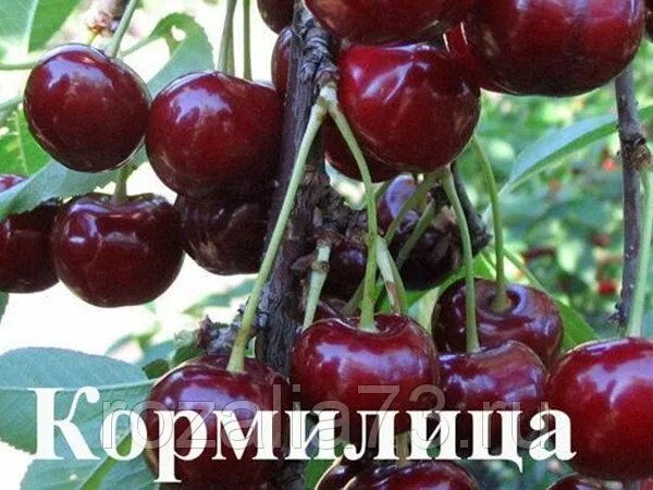 Черешня сорт кормилица. Черевишня дюк. черевишня дюк кормилица. вишня кормилица (дюк). черевишня дюк спартанка.