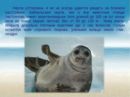 Условия обитания байкальской нерпы