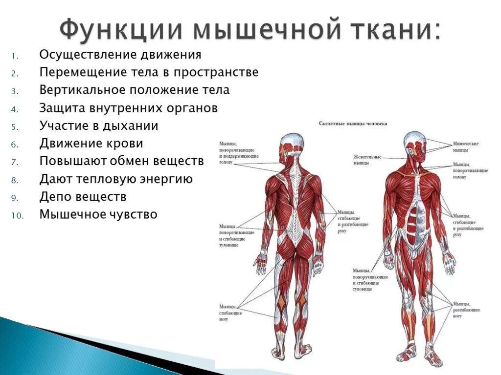 Значение мышечного чувства для людей разных профессий