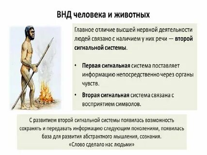 Признаки специфической высшей нервной деятельности человека