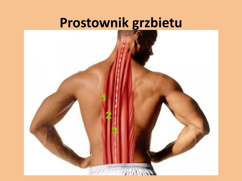 Разгибатели мышц спины и позвоночника. Мышцы разгибатели позвоночника. Спазм мышц разгибателей спины. Мышцы спины вдоль позвоночника.