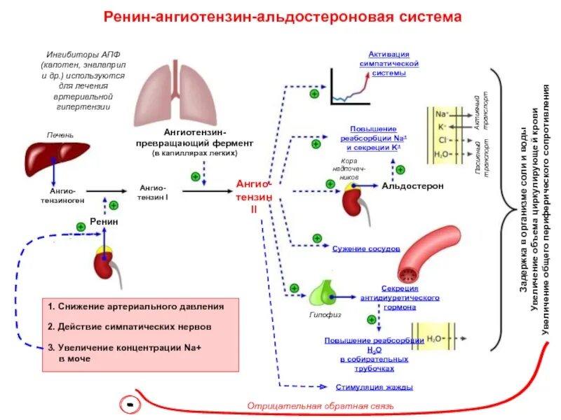 Апф фермент. Схема активации РААС системы. Ренин-ангиотензин-альдостероновая система биохимия схема. Система «ренин-ангиотензин-альдостерон» схема. Схема активации ренин ангиотензин альдостероновой системы.