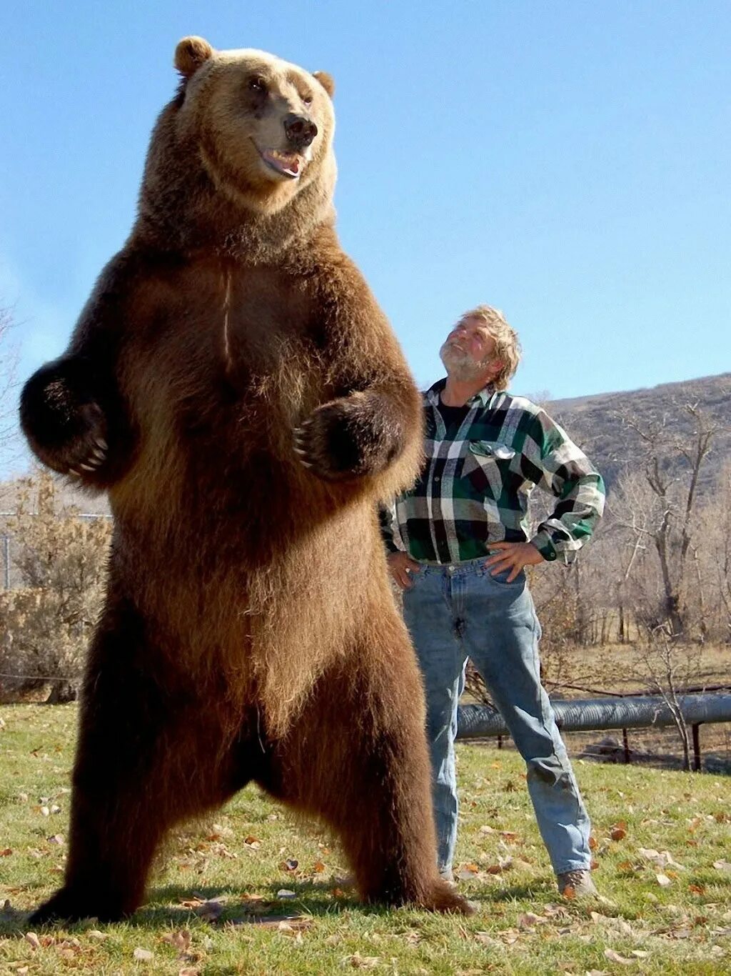 Какой медведь сильнее. Бурый медведь Кадьяк. Медведь Кадьяк самый большой в мире. Гигантский Короткомордый медведь. Медведь Кадьяк барт.