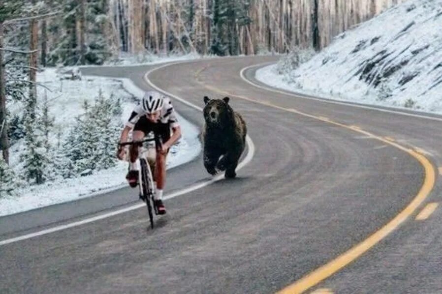 Гонятся нужно. Медведь гонится за велосипедистом. Медведь бежит. Медведь бежит за человеком. Фотографы убегают от медведя.