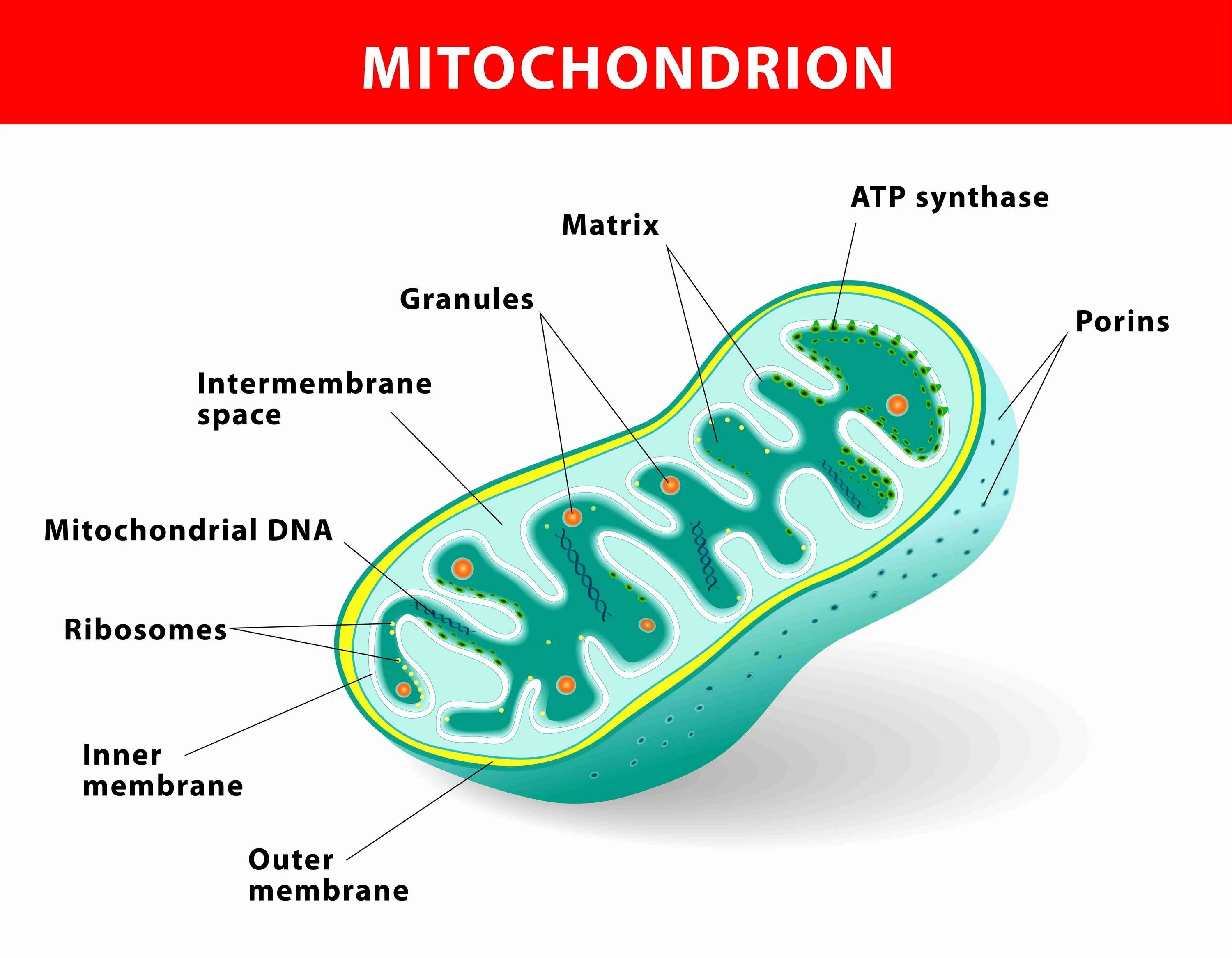 Клетка бактерии имеет днк. Митохондрии 3д. Строение митохондрии. Схема строения митохондрии.