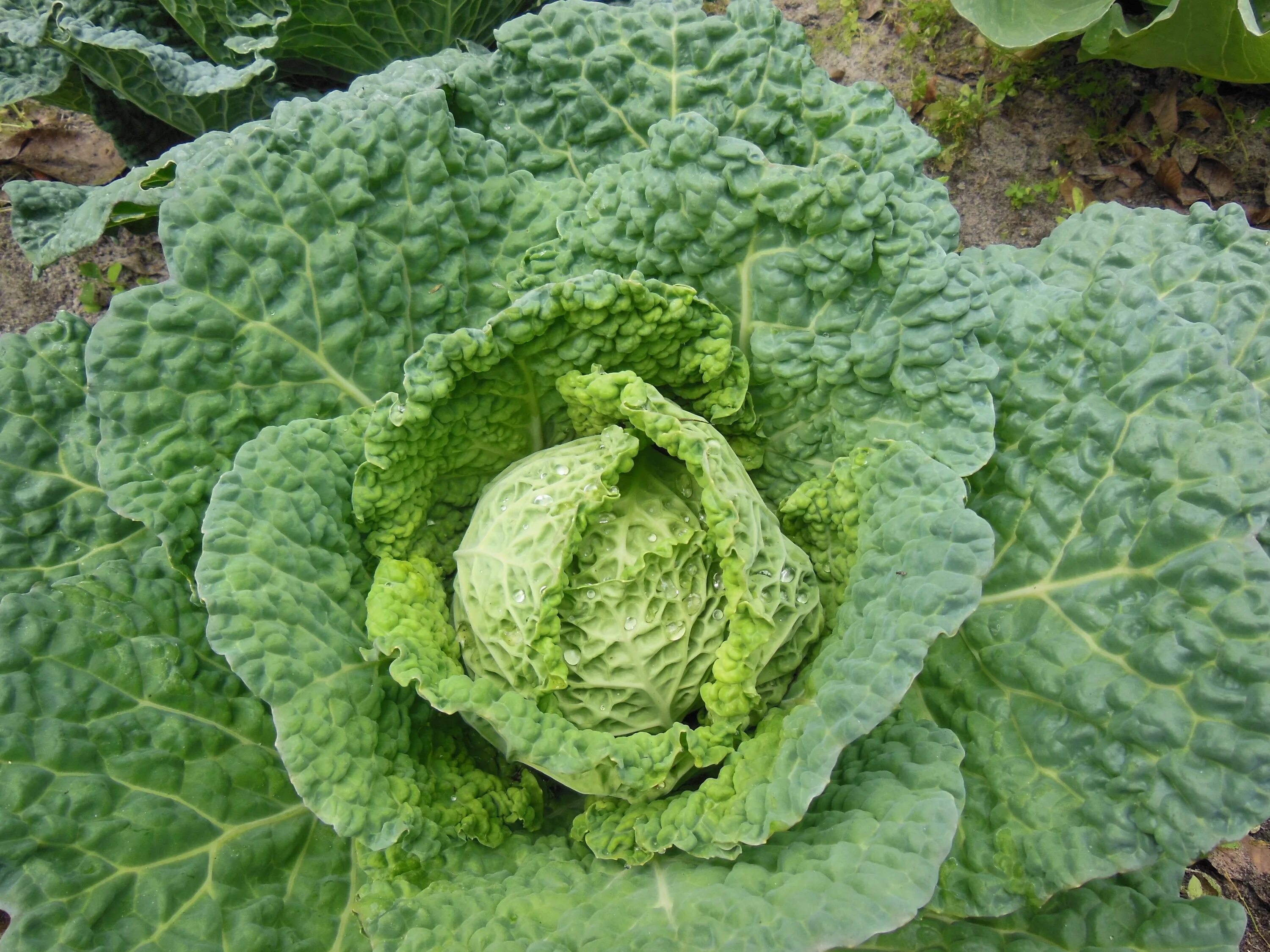 Капуста японская мустард. Зелёная Тинторетто каруста. Brassica Vegetables. Горчичная капуста