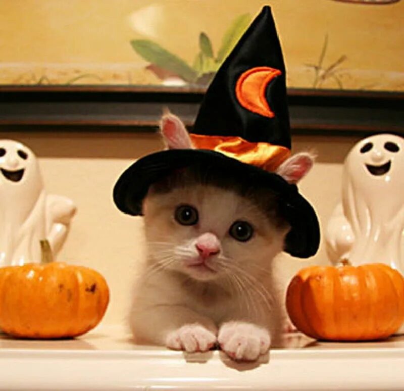 забавный хэллоуин. смешной хэллоуин. забавный хэллоуин. прикольная тыква. кот в тыкве.