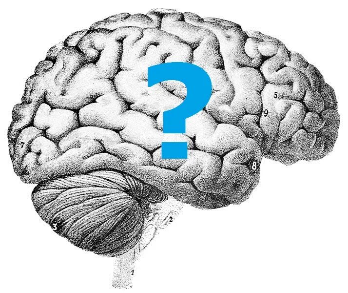 Мозги пустые. Мозг с вопросом. Мозг и знак вопроса. Человек в мозге вопрос. Мозг думает рисунок.