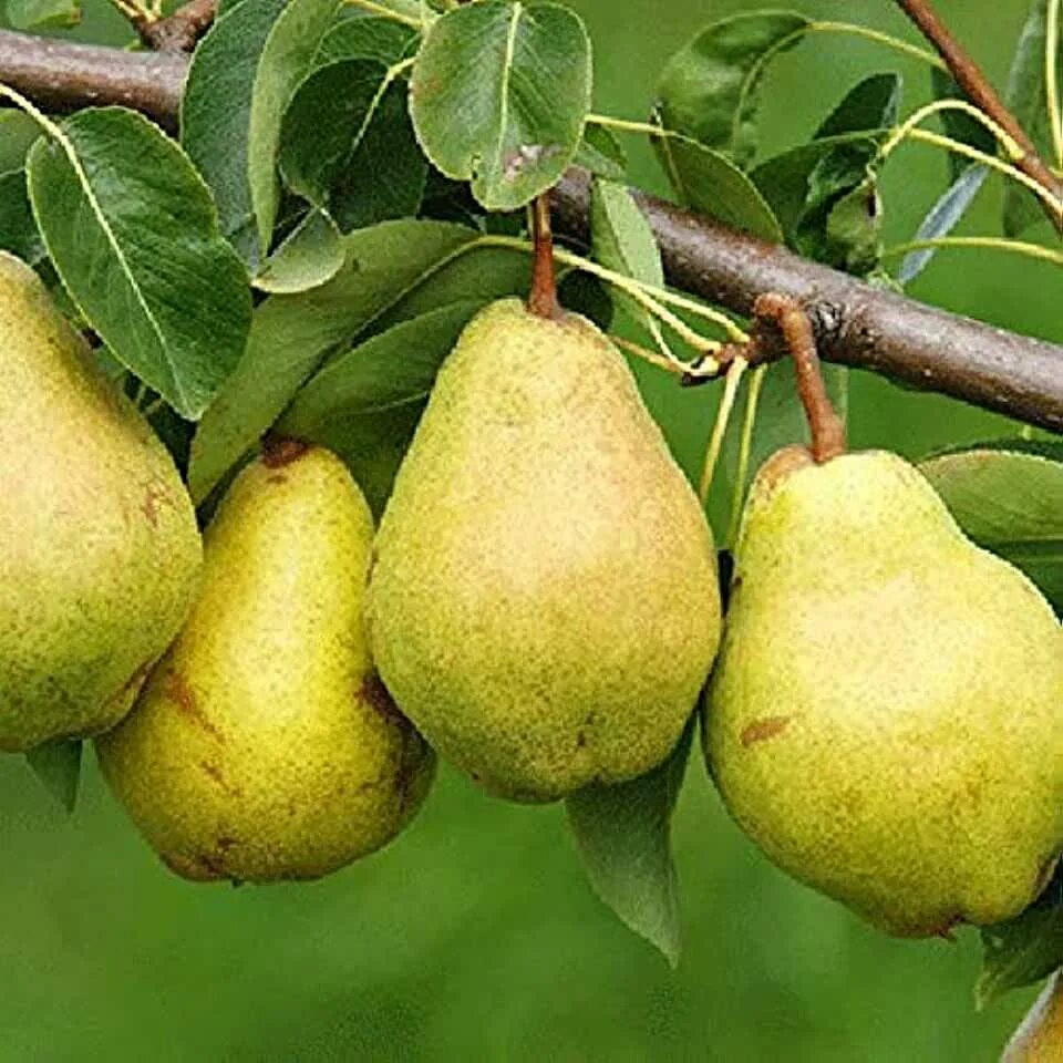 Сорт груши дюшес. Груша аббат фетель. Зелёная зимняя груша. Груша память жегалова. Сорт груши бергамот.