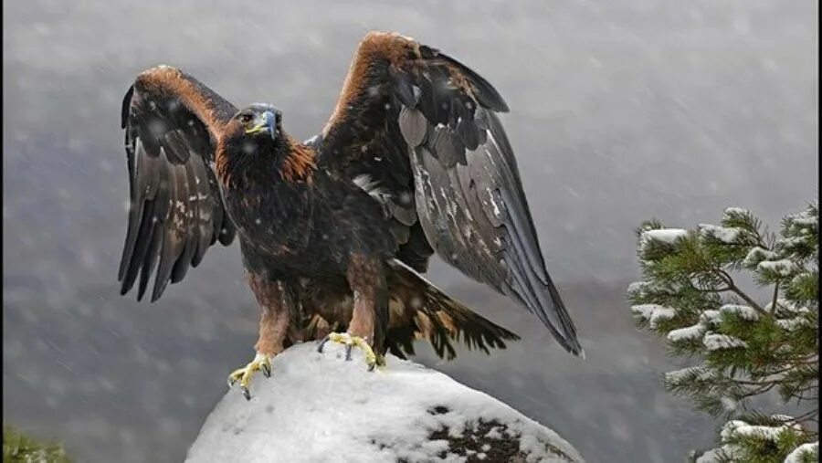 Беркут aquila chrysaetos (linnaeus, 1758). Беркут северный кавказ. Большой беркут. Сколько прилетит бергут на час. Орел беркут.
