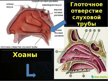 В носоглотку открываются отверстия