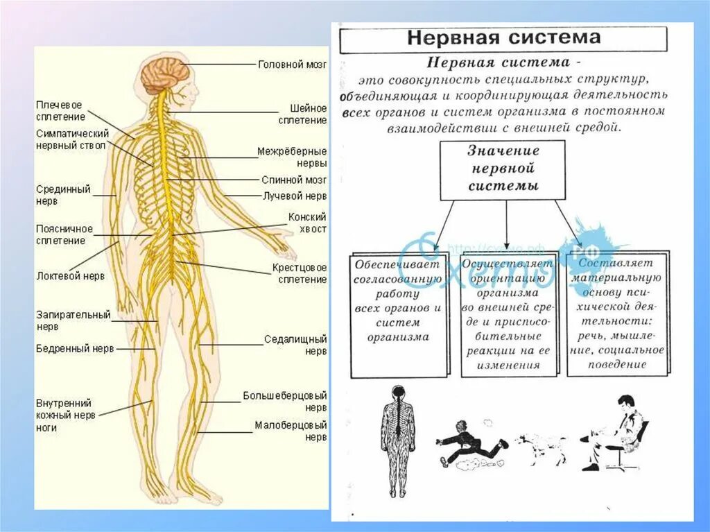 Таблица строение нервной системы 8 класс биология. Схема строение нервной системы 8 класс биология. Нервная система строение и функции анатомия. Нервная система человека спереди. Укажите название органа центральной нервной системы человека