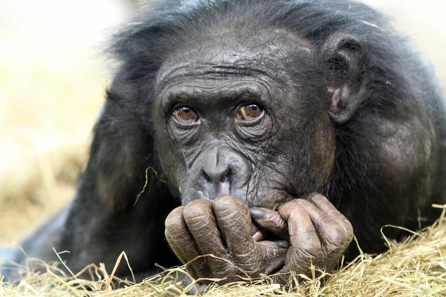 Карликовый шимпанзе 6. Шимпанзе бонобо. Обезьяна посылает. Мартышка с мокрыми волосами. Bonobo Migration.
