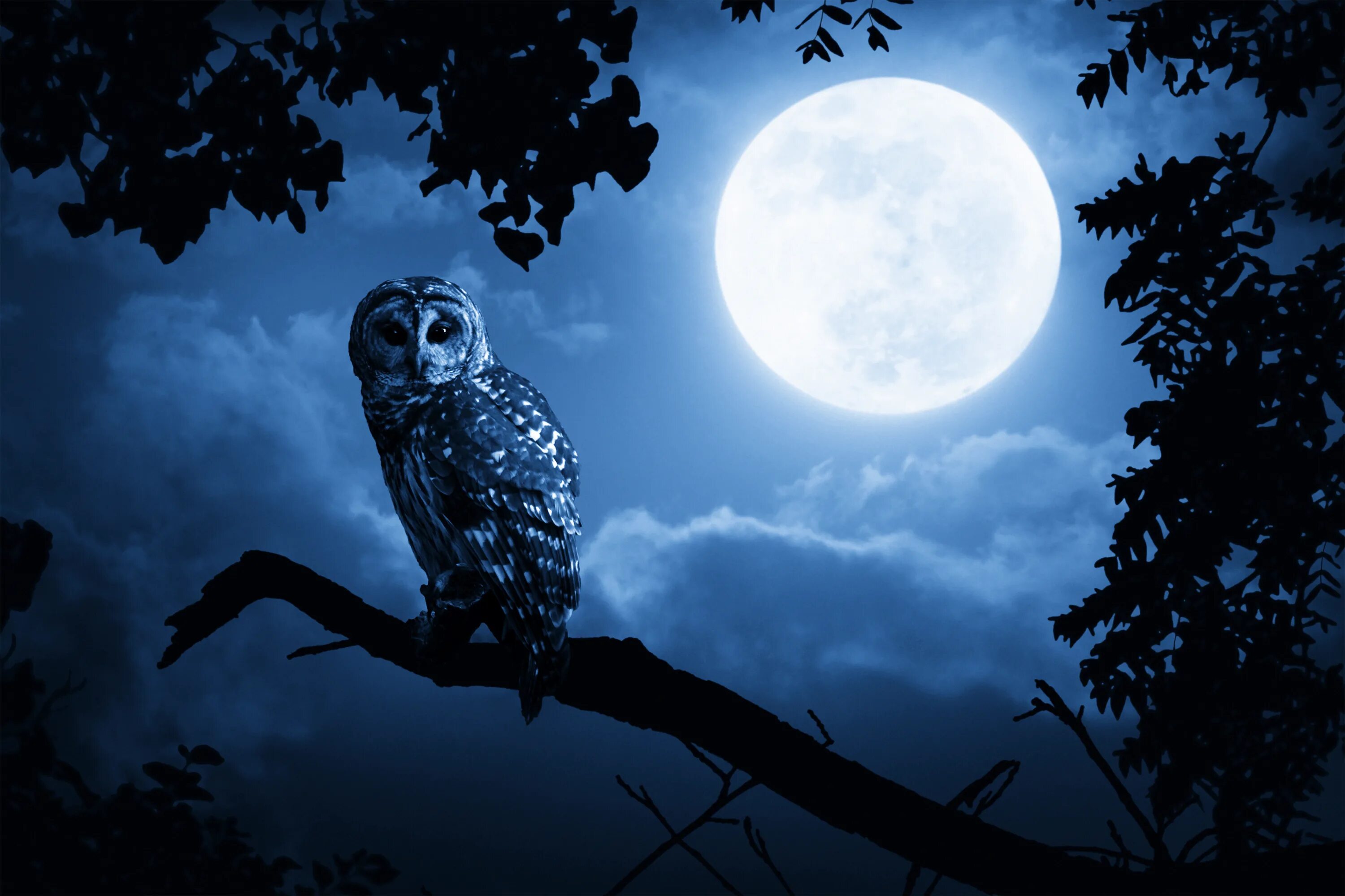 Песня сов ай сов ай. Ночная сова.(night owl).1993. красивые ночные птицы. филин ночью. ночь луна сова.