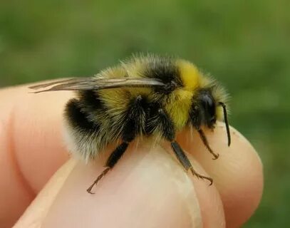 Present bee