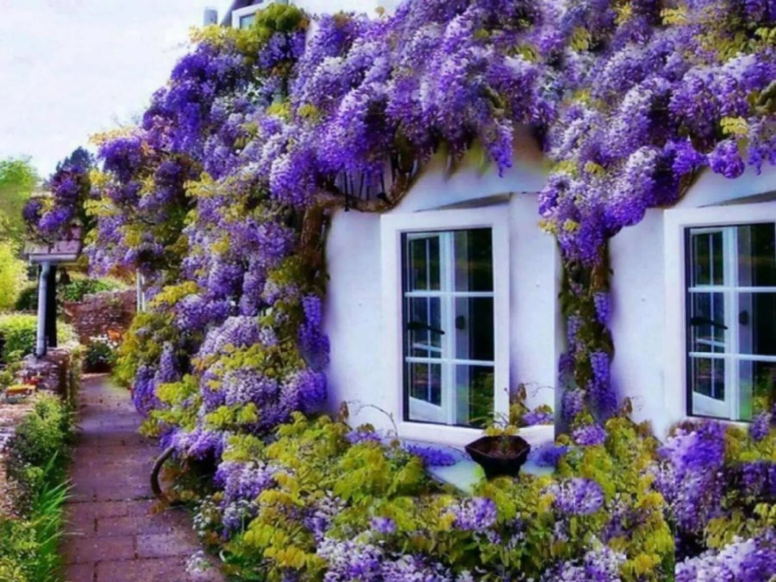 Глициния Wisteria. Глициния Блю Мун. Плющ Глициния. Цветочная дом 6