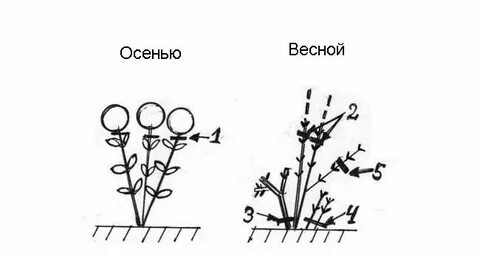 Обрезка молодой гортензии метельчатой осенью