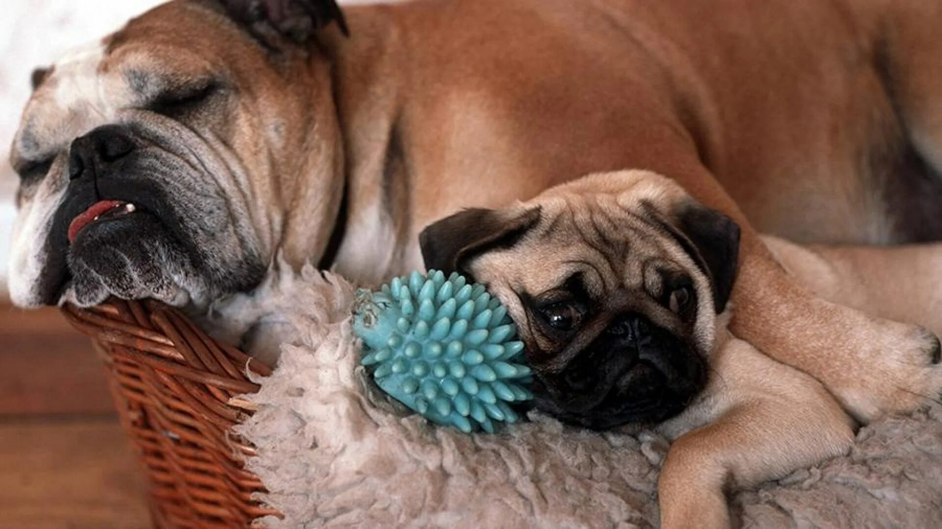 Французский бульдог и мопс. Мопс и бульдог. Французский мопс. Бульдог бульдог мопс. Французский бульдог и мопс.