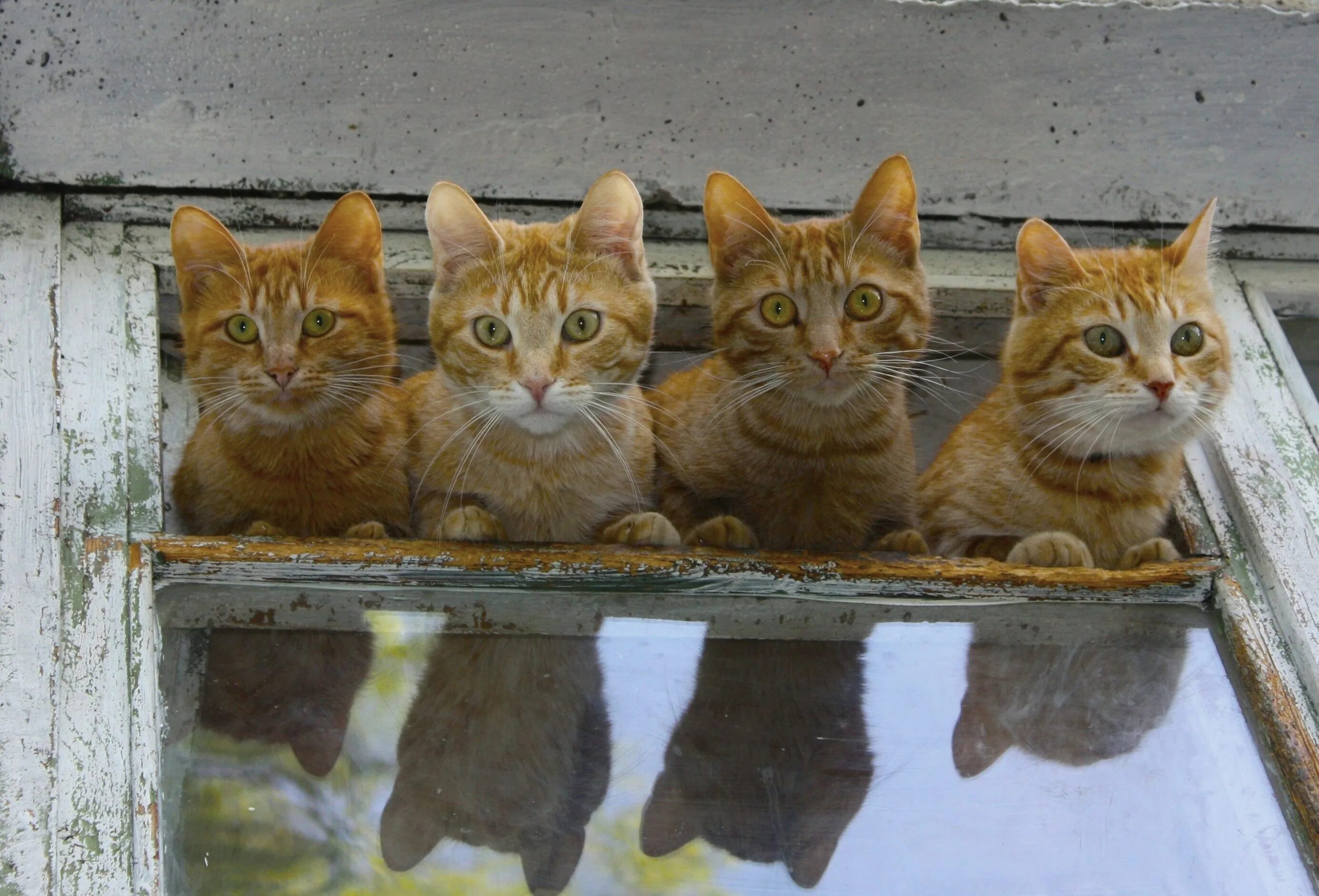 4 рыжих кота. Европейский короткошерстный кот рыжий. Четыре рыжих котенка. Четыре рыжих котенка. Кошка на природе.