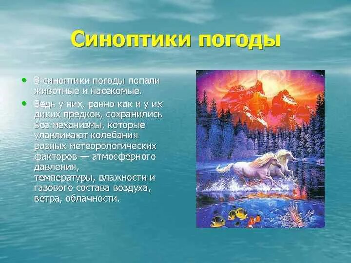 Кто такой синоптик. Живые синоптики. Животные синоптики. Кто такие живые синоптики. Сообщение о синоптике.