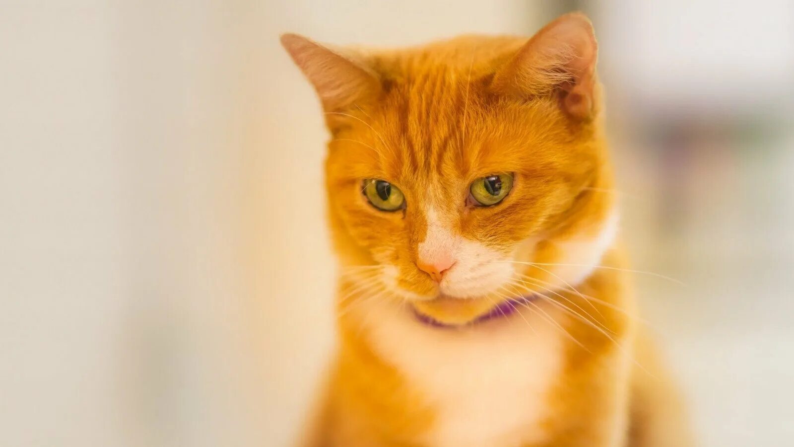 Желтого рыжего кота. Желтый кот. рыже белый кот. нос рыжего кота. рыжий кот hd.