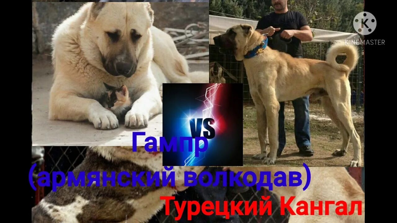 Кангал рост и вес. Кангал и кавказская овчарка. Кангал против питбуля бой. Кангал и алабай. Гампр vs кангал.