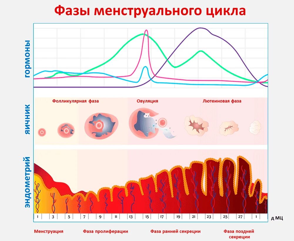 Фазы менструационного цикла. Фаза секреции овариально-менструального цикла. Гормоны 2 фазы менструационного цикла. Фаза секреции менструационного цикла.