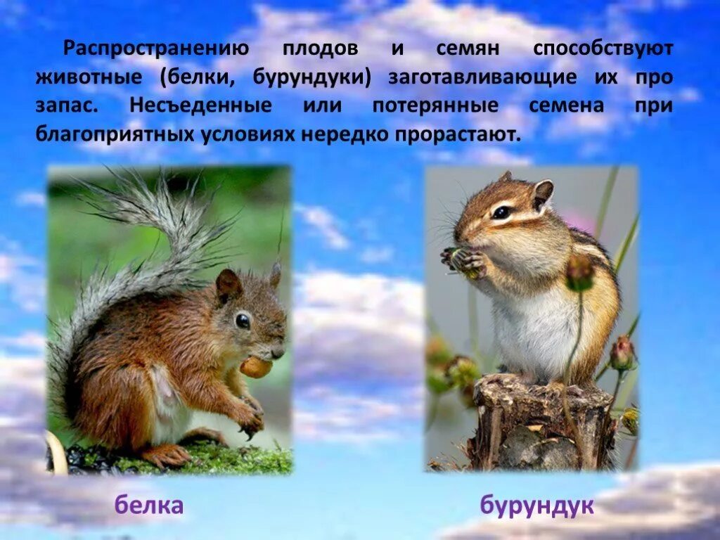 Как животные помогают растениям размножаться 3. Животные распространяют семена и плоды. распространение плодов и семян животными. распространение плодов и семян белками. животные распространяют семена.