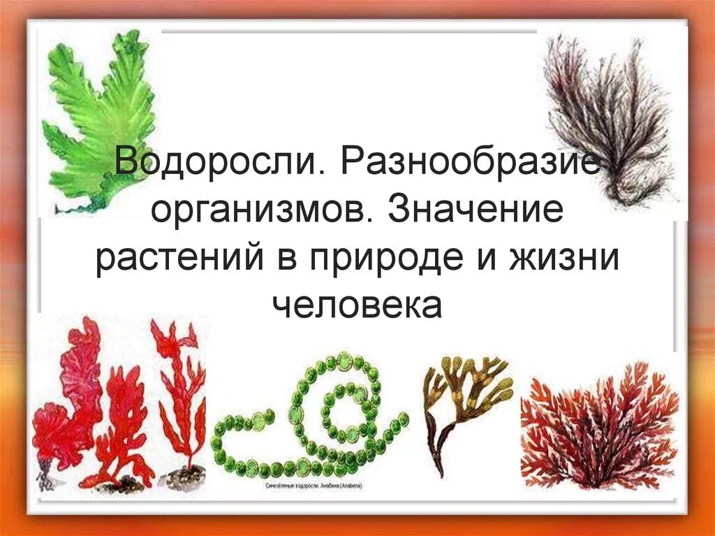 Сообщение о значении водорослей. Разнообразие водорослей. Водоросли их многообразие в природе. Водоросли разнообразие и значение. Разнообразие растений водоросли.